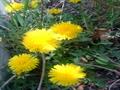 Taraxacum Officinale